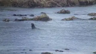 California Sea Lion (Zalophus californianus) Video 2020-06-09 (1b)