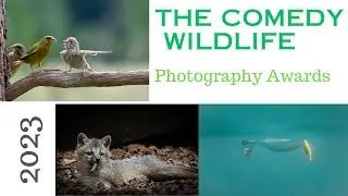 Победитель конкурса Comedy Wildlife Photography Awards 2023