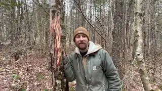 Moose Spaghetti Stripping and Scat