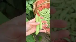 Tips for picking green beans to maximize harvest! #gardening #greenbeans #tipsandtricks #homegrown