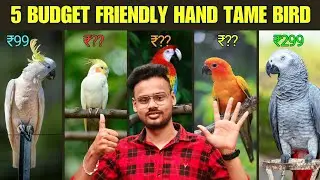 5 Budget💸Friendly Hand Tame Bird🦜| Pet's & Chottu