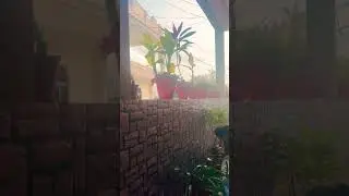 Phoolon Sa Chehra Tera#Plant lover#planting # #bolleywoodsong #youtubeshort 🪴🍀🌸❤️
