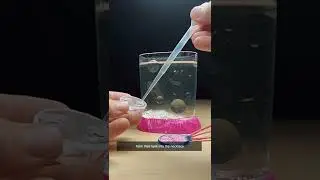 Sea Monkeys Necklace