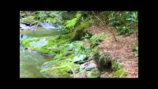North Fork Citico Creek