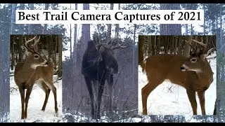 Best Trail Camera Captures of 2021 Ottawa, Ontario Canada