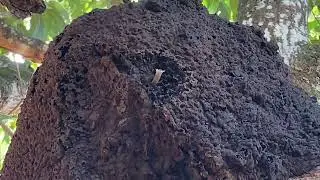 Jata&iacute; preta (scaura latitarsis) tirando curiosidades sobre essa esp&eacute;cie 