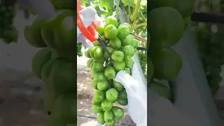 grapes 🍇 farming techniques #farming #agriculture #grapevines #pruning