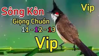 Chào Mào SÔNG KÔN, Luyện Chào Mào Học Giọng Sông Kôn Chuẩn Không Tạp Âm