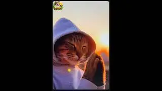 🐱 Mowgli Billa at Golden Temple 🙏 | Cat Vlogger&rsquo;s Most Emotional Journey