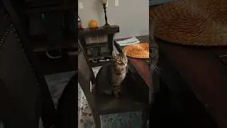 👉🐾 The Cats of Downsville: Catching Up with Tyeeger & Friends 😺 ❤️#cat #catlovers  #shorts #cute