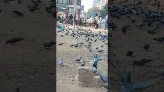 🤪🤨😚🥲#cricket #video #shorts #status #automobile