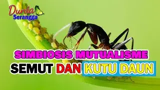 PERNAHKAH TEMAN TEMAN BERPIKIR KENAPA JIKA ADA KUTU DAUN PASTI ADA SEMUT ??