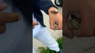 I held a snail for the FIRST TIME!!! #snail #subscribe #garythesnail #viral #subscribe #shorts