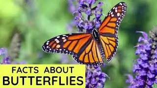 Butterfly Facts for Kids | Interesting Amazing Facts about Butterflies for Children