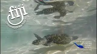 At Eco-Friendly Resorts within Fiji, you can learn how to protect your environment...