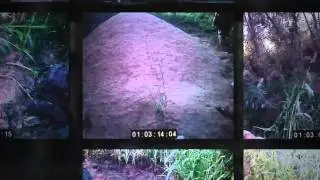 Three marines and the 'execution' audio