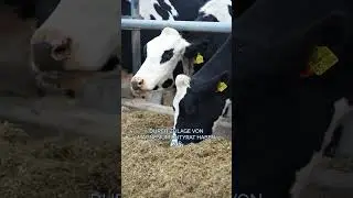 SALVANA Prenarum 🐮