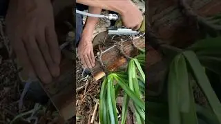 TOP BEST UNIQUE TIPS! planting dendrobium orchid plants #orchid #garden 🌵🌵🌵
