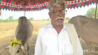 Goplam Brahamaya నాదెండ్లకు వచ్చిన  Juniors Bulls |  నాదెండ్ల ఒంగోలు ఎద్దుల పందెం