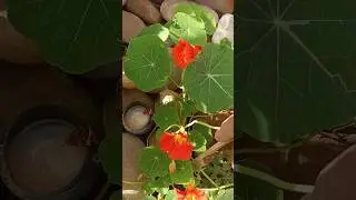 Nestoriam plant grow tips#jay hind graden#graden #viral #plant#Gajaniumm mimi ster