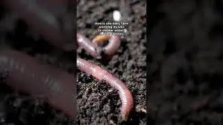 Worms filter out nitrogen & phosphorus from cow manure (and make richer soil) See for yourself. 🌱💧