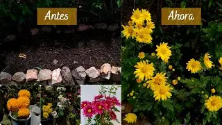 Cuidado de Crisantemos +Trasplante y te muestro un  proyecto que tengo en el jardín | Jardín Diaz