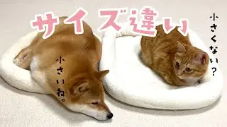 サイズ違いのベッドを買ったが&hellip;｜PECO