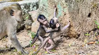Great time, evening playing happy running climbing, training beautiful baby monkey family