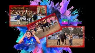 #like #horse #astad #Video
