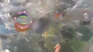 Guppy gen 2 tank 