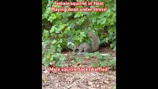 Squirrel plays dead #squirrel #viral #animals #shortsfeed #wildlife #shorts #reels #hope #short #fy