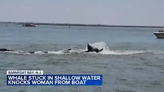 Whale dies after nearly capsizing boat off New Jersey's Barnegat Bay