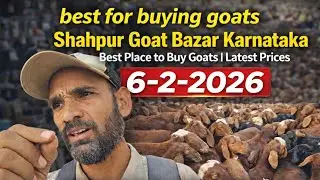 Shahpur Karnataka Goat Market 🔥 | Best for Buying Goats | 6-7-2026 #shahpura #kalaburagi #karnataka 