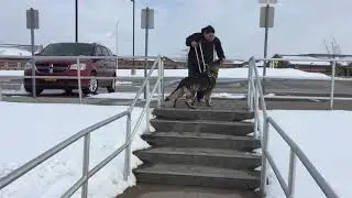 Service Dog - Public Access - Mobility Work