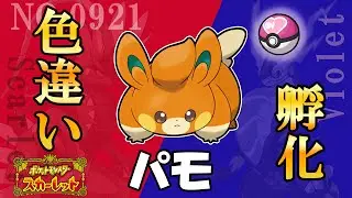 パモ色違い孵化厳選day2　パモ180個 シェルダー150個　#ポケットモンスターSV #色違いポケモン