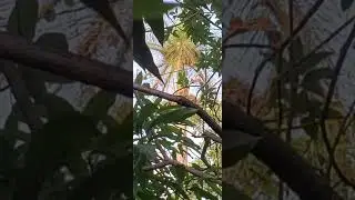 Las ciguas palmera en sus nidos,en RD