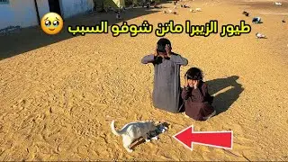طيور الزيبرا ماتن 🐦‍⬛🥲  قدر الله وما شاء فعل ☝️