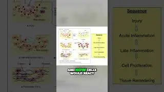 Wound Healing Time Lapse: Discover How Cells React to Injuries!