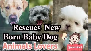 Passerby Rescues Newborn Puppy from Drowning in a Canal 🐶 #animalbloopers #rescuestories #animals