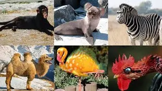 Hybrid Animals 17 Dream Machine image to Video Ai