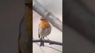 phonescoped robin hawke endurance 65 scope.