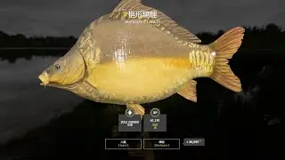 Russian Fishing 4｜The Amber Lake－Trophy Frame-sided Carp｜琥珀湖－框形鏡鯉(29.419kg)
