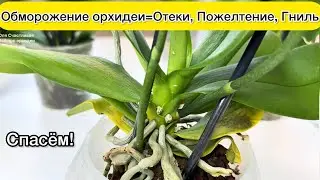 ОБМОРОЖЕНИЕ орхидеи. ОТЕКИ и желтые пятна на листьях орхидеи. Шейка орхидеи ГНИЕТ