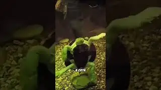 Микеланджело после скалки.