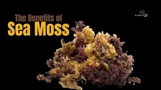 Why Your Body May Be Asking for Minerals, Not More Food - Sea Moss