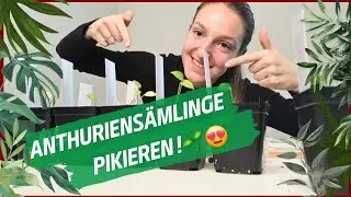 Pflanzenpflege Anthuriensämlinge pikieren @Pflanzenwahnsinn