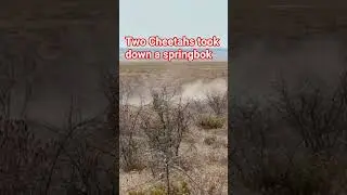 Cheetahs are good at stalking #cheetah #etosha # springbook # wildlife2025