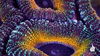 Macro Timelapse of Corals #4 | Advanced Underwater Cinematography