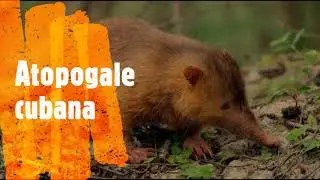 Almiqu&iacute; o Solenodon cubanus en peligro de extinci&oacute;n