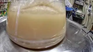 Brew Day Live Stream